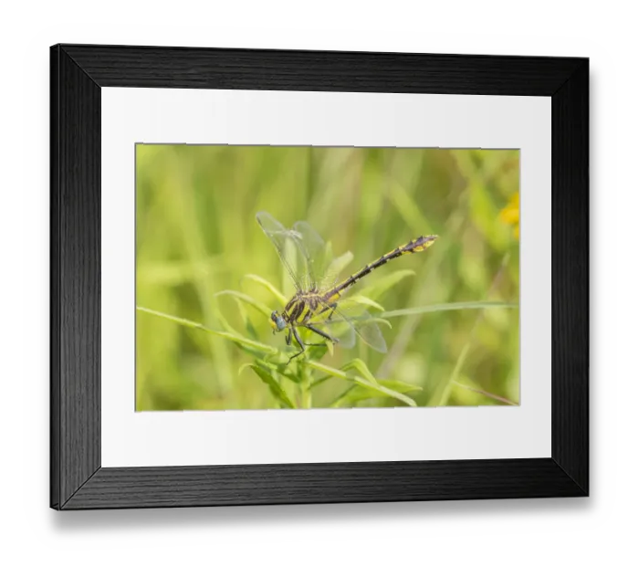 Framed Print : Plains Clubtail (Gomphus externus) Lawrence County, Illinois