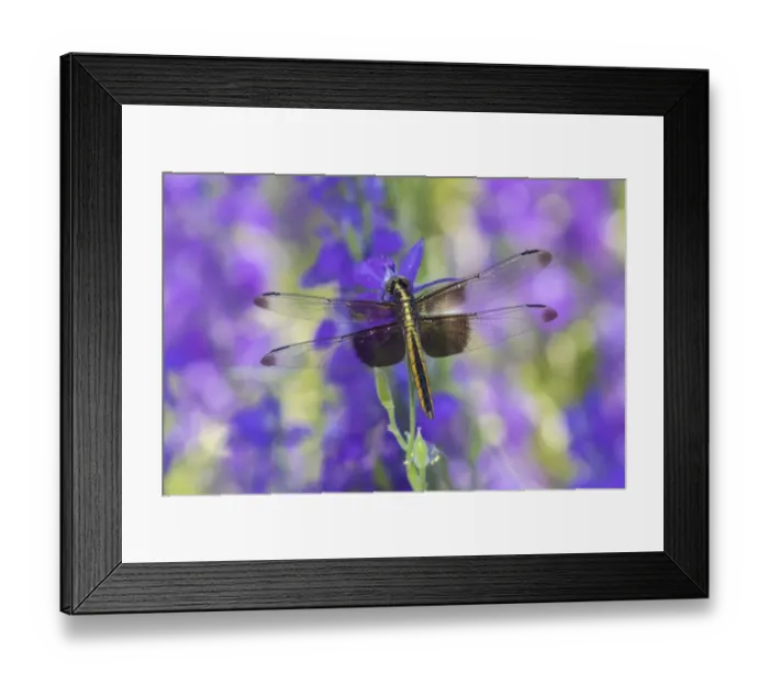 Framed Print : Widow Skimmer (Libellula luctosa) female on Larkspur (Delphinium sp) Framed Print : Widow Skimmer (Libellula luctosa) female on Larkspur (Delphinium sp)