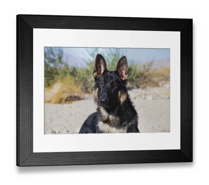 Framed Print : German Shepherd in the Coachella Valley, California