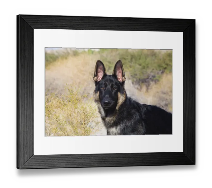 Framed Print : German Shepherd in the Coachella Valley, California Framed Print : German Shepherd in the Coachella Valley, California
