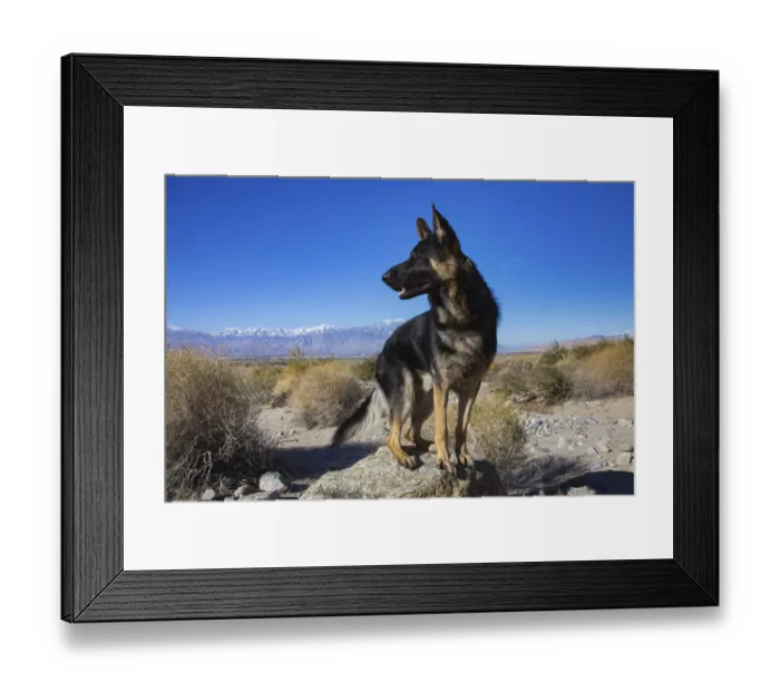 Framed Print : German Shepherd in the Coachella Valley, California Framed Print : German Shepherd in the Coachella Valley, California