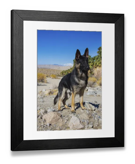 Framed Print : German Shepherd, Coachella Valley, California Framed Print : German Shepherd, Coachella Valley, California