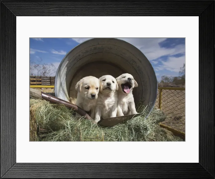 Framed Print : Labrador retriever puppies Framed Print : Labrador retriever puppies
