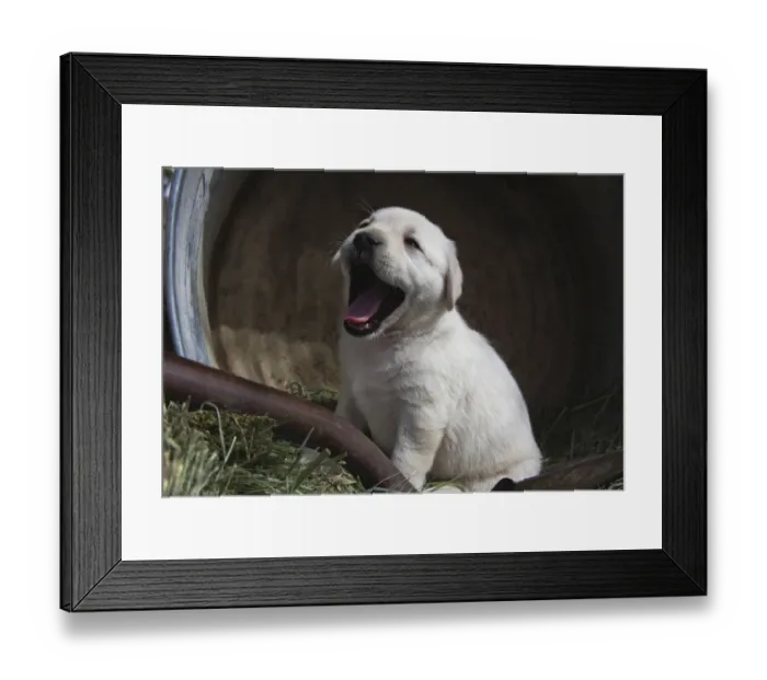Framed Print : Labrador retriever puppies Framed Print : Labrador retriever puppies