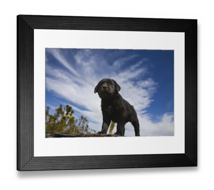 Framed Print : Labrador retriever puppies Framed Print : Labrador retriever puppies