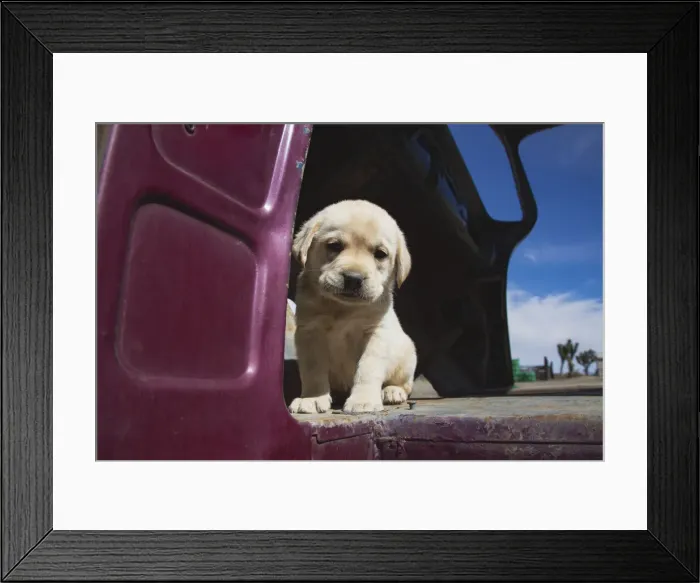 Framed Print : Labrador retriever puppy
