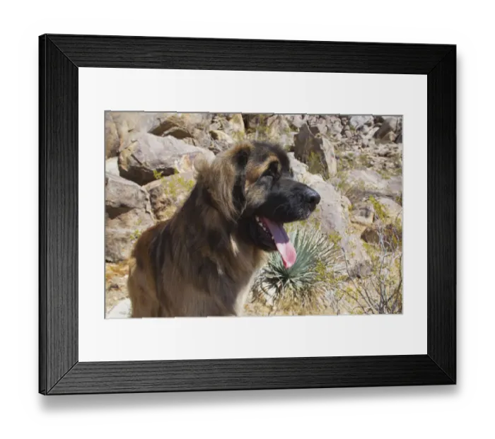 Framed Print : Leonbergers enjoying the high desert Framed Print : Leonbergers enjoying the high desert