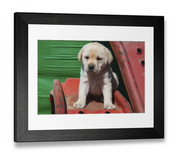 Framed Print : Labrador retriever puppies Framed Print : Labrador retriever puppies