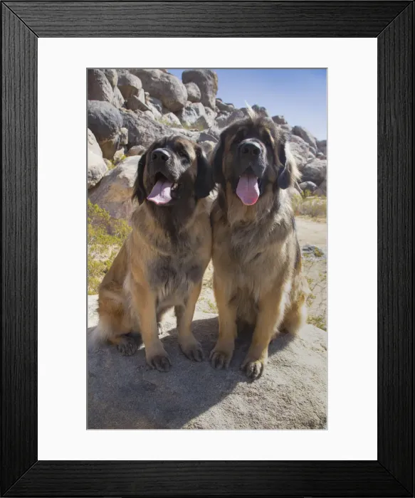 Framed Print : Leonbergers enjoying the high desert Framed Print : Leonbergers enjoying the high desert