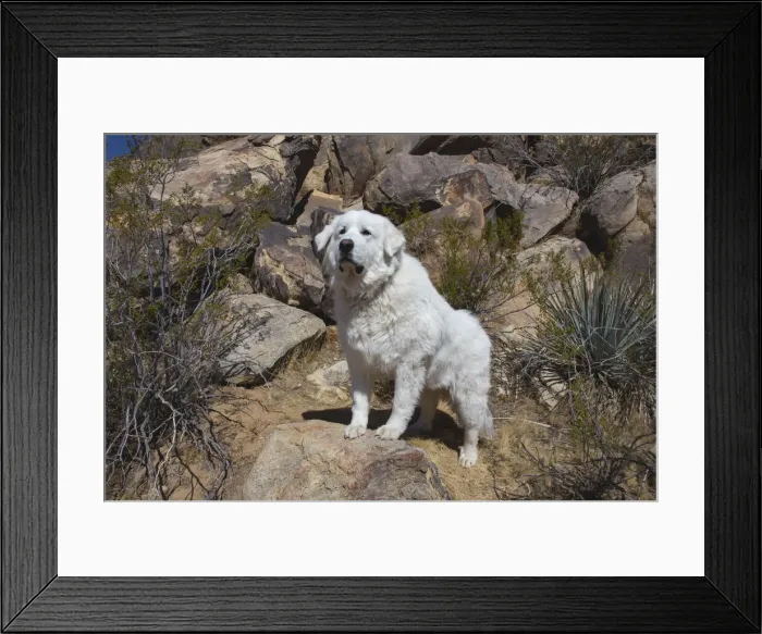Framed Print : Great Pyrenees engoying the high desert