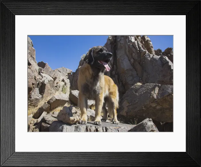 Framed Print : Leonberger waiting for the mail Framed Print : Leonberger waiting for the mail