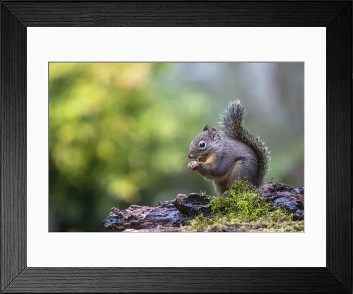 Framed Print : Douglas Squirrel standing on a log eating a nut Framed Print : Douglas Squirrel standing on a log eating a nut