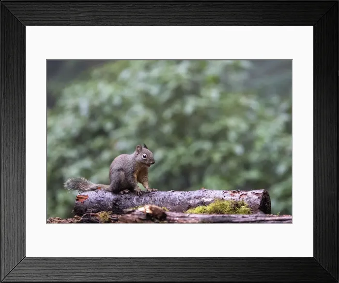 Framed Print : Douglas Squirrel standing on a log Framed Print : Douglas Squirrel standing on a log