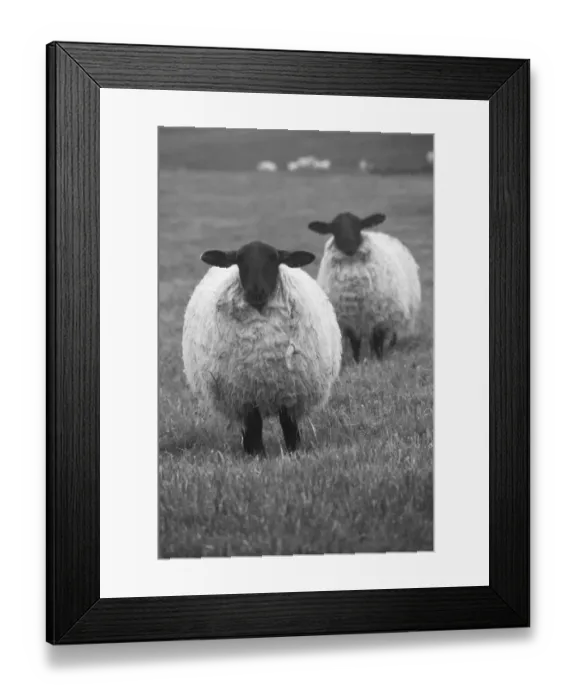 Framed Print : Blackface ewe, Northumberland, England, UK Framed Print : Blackface ewe, Northumberland, England, UK