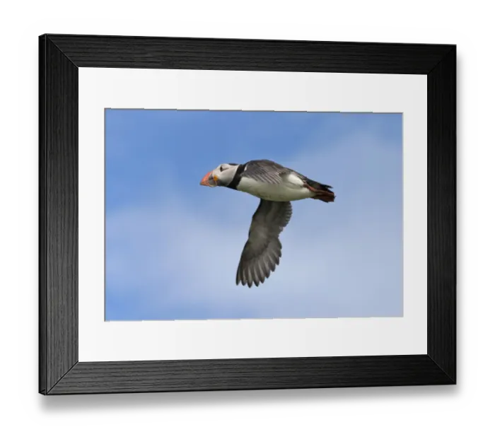 Framed Print : Atlantic Puffin (Fratercula arctica) flying, Northumberland, UK