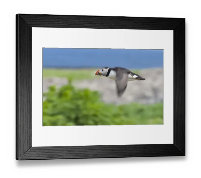 Framed Print : Atlantic Puffins (Fratercula arctica) flying, Northumberland, UK