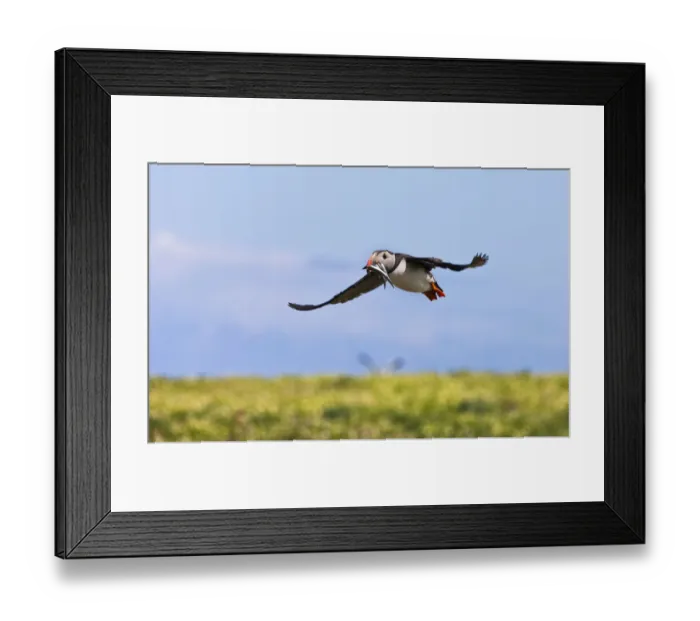 Framed Print : Atlantic Puffin (Fratercula arctica) flying and carrying fish in its beak, Northumberland Framed Print : Atlantic Puffin (Fratercula arctica) flying and carrying fish in its beak, Northumberland