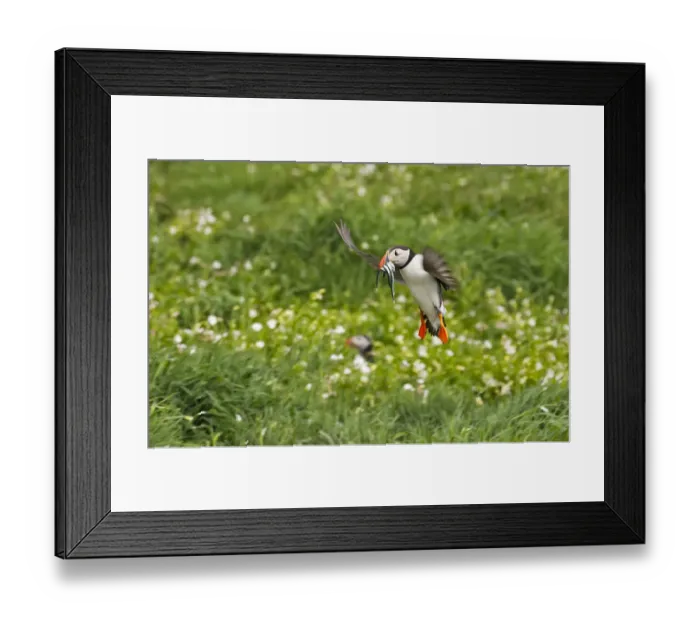 Framed Print : Atlantic Puffin (Fratercula arctica) flying over the meadow carrying fish in its beak Framed Print : Atlantic Puffin (Fratercula arctica) flying over the meadow carrying fish in its beak