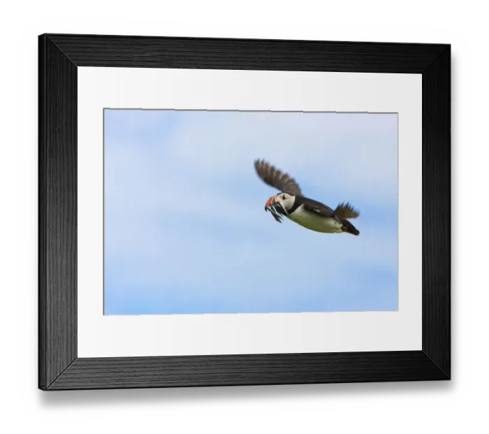 Framed Print : Atlantic Puffins (Fratercula arctica) flying and carrying fish in its beak Framed Print : Atlantic Puffins (Fratercula arctica) flying and carrying fish in its beak