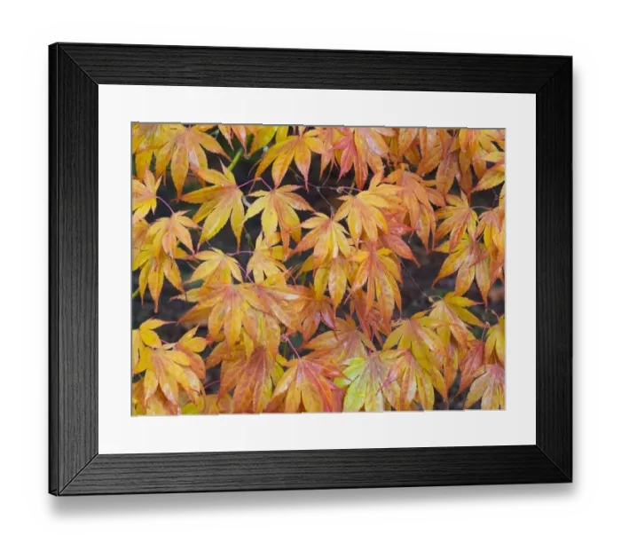 Framed Print : Maple leaves