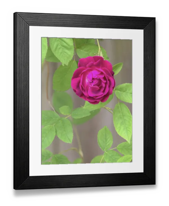 Framed Print : Rose Framed Print : Rose