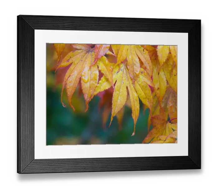 Framed Print : Maple leaves