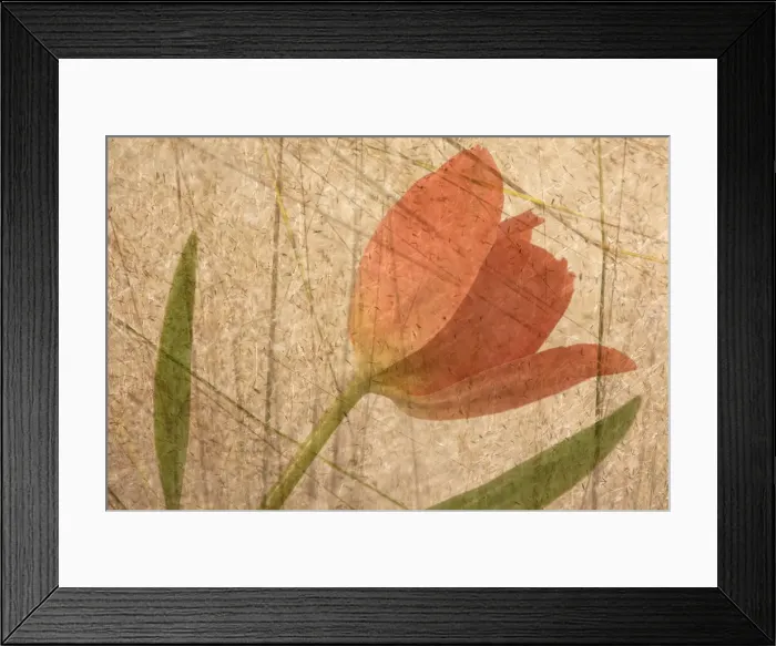 Framed Print : Orange tulip and grass photo montage Framed Print : Orange tulip and grass photo montage