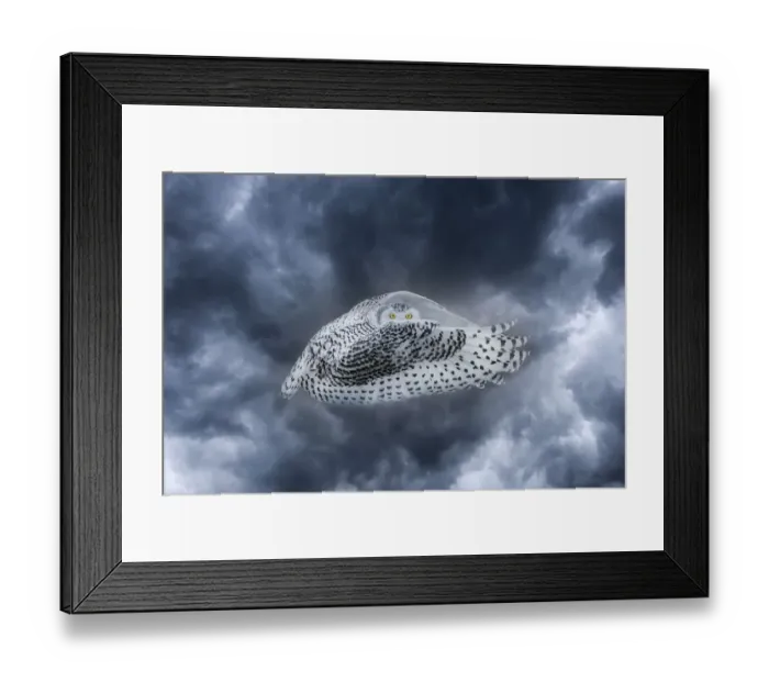 Framed Print : Canada. Composite of female snowy owl in flight Framed Print : Canada. Composite of female snowy owl in flight