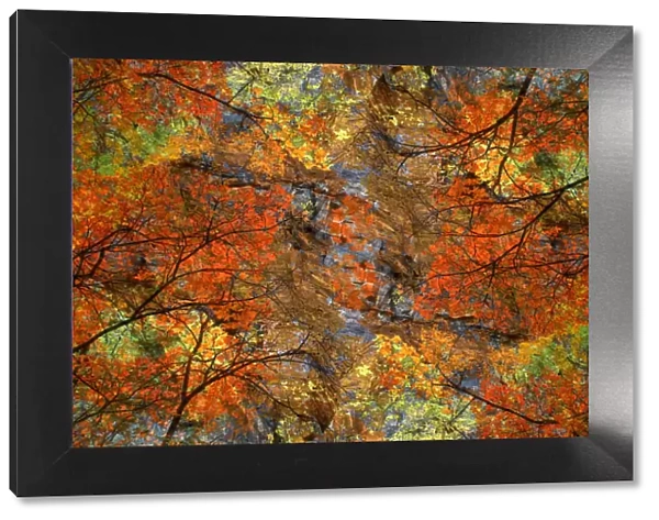 Autumn tree abstract