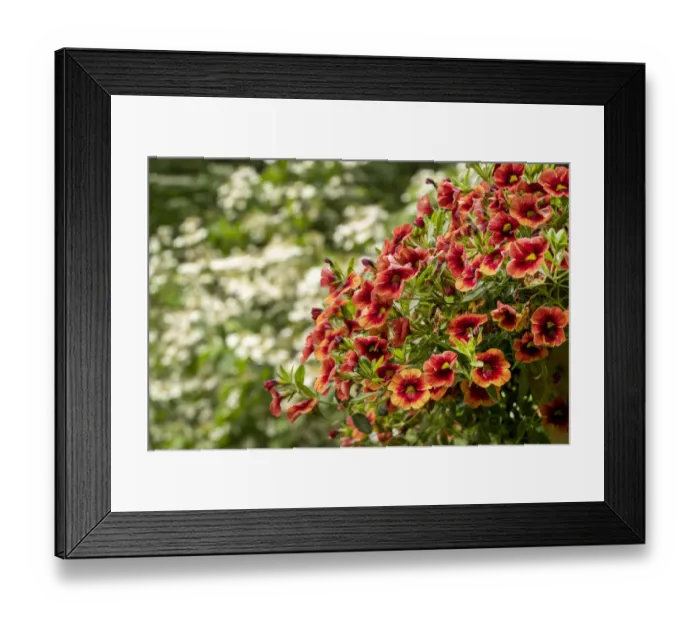 Framed Print : Hanging planters of Calibrachoa, or Million Bells or Trailing Petunia