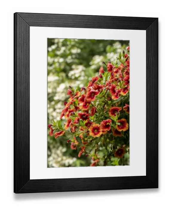 Framed Print : Hanging planters of Calibrachoa, or Million Bells or Trailing Petunia Framed Print : Hanging planters of Calibrachoa, or Million Bells or Trailing Petunia