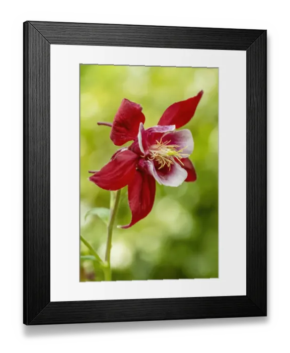 Framed Print : Rocky Mountain Columbine in bloom