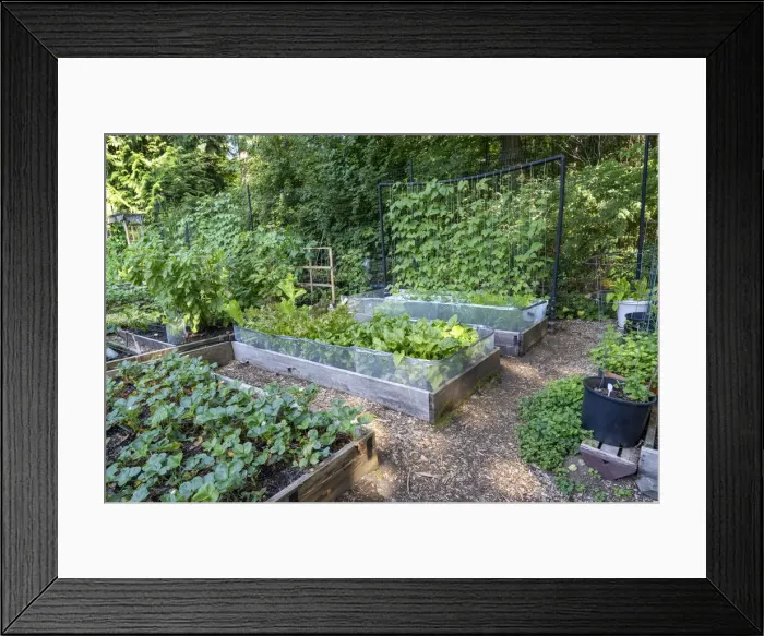 Framed Print : Raised garden beds in a community garden containing strawberries, Chioggia beets Framed Print : Raised garden beds in a community garden containing strawberries, Chioggia beets
