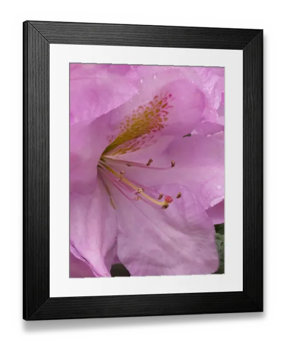 Framed Print : Rhododendron flower