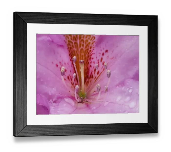 Framed Print : Rhododendron flower Framed Print : Rhododendron flower