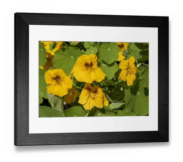 Framed Print : Nasturtiums growing in and around a plant cage