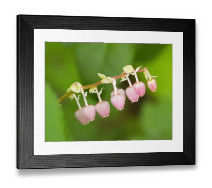Framed Print : Salal flowers