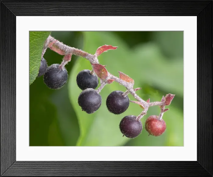 Framed Print : Salal berries Framed Print : Salal berries