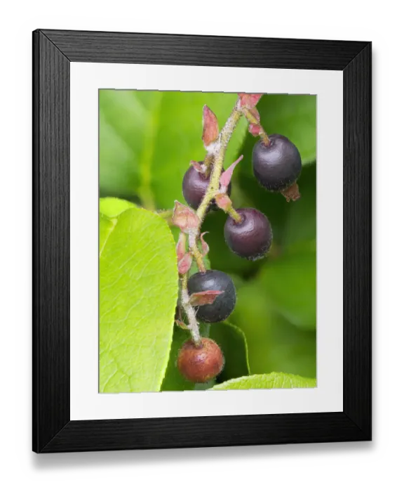 Framed Print : Salal berries