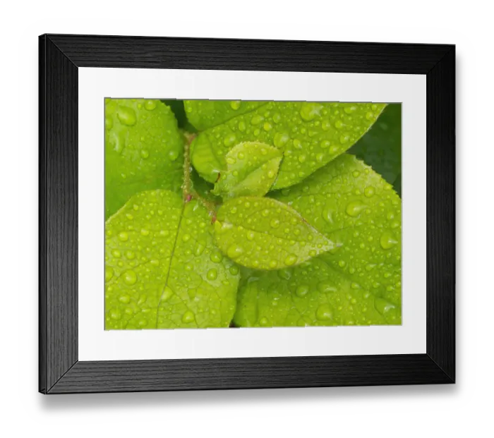 Framed Print : Water drops on Salal leaves Framed Print : Water drops on Salal leaves
