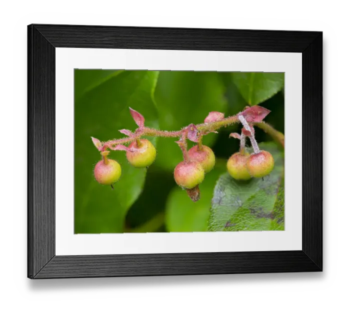 Framed Print : Salal berries Framed Print : Salal berries