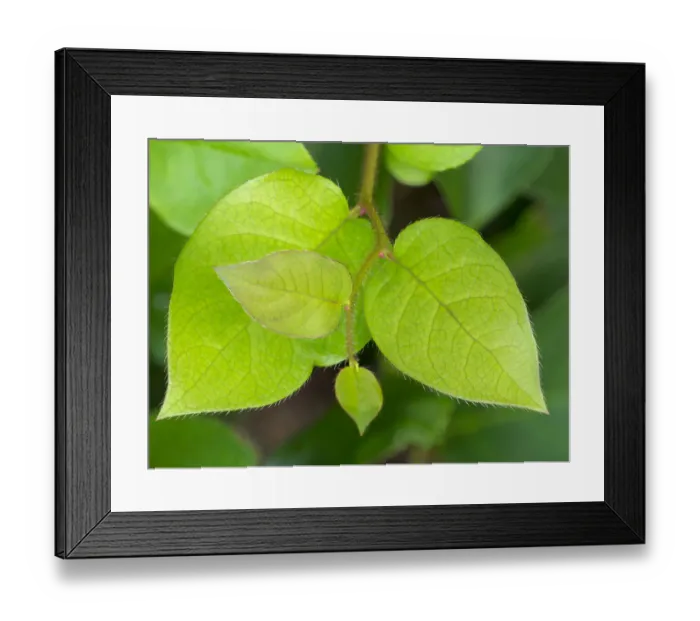 Framed Print : Salal leaves Framed Print : Salal leaves