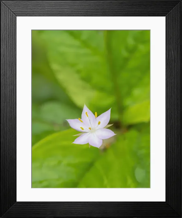 Framed Print : Star flower