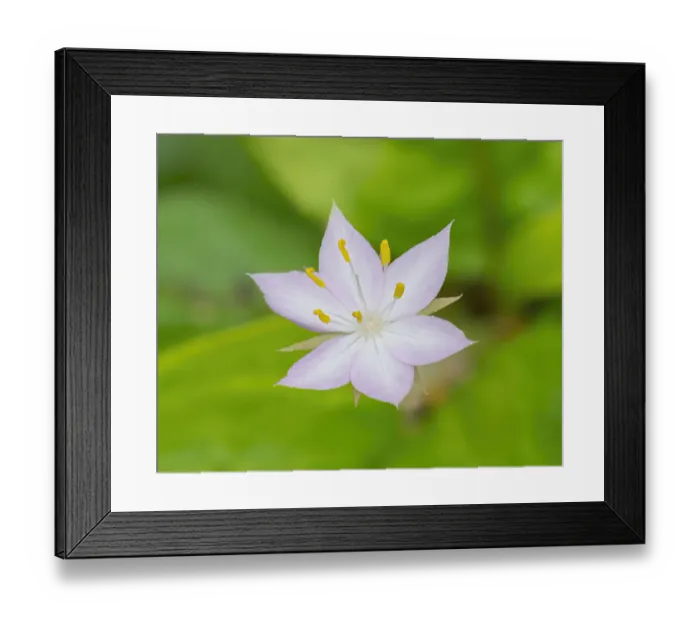 Framed Print : Star flower Framed Print : Star flower