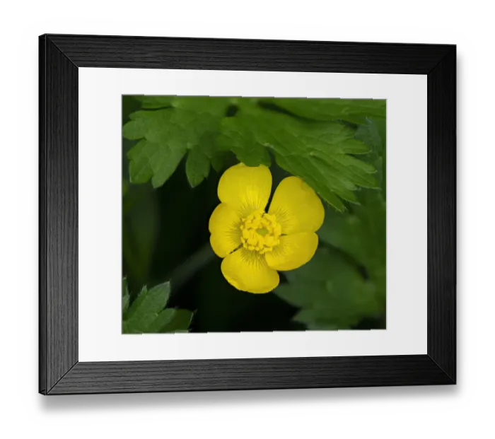 Framed Print : Creeping Buttercup