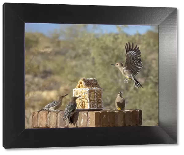 USA, Arizona, Buckeye. Gila woodpeckers and house made with bird seed and suet