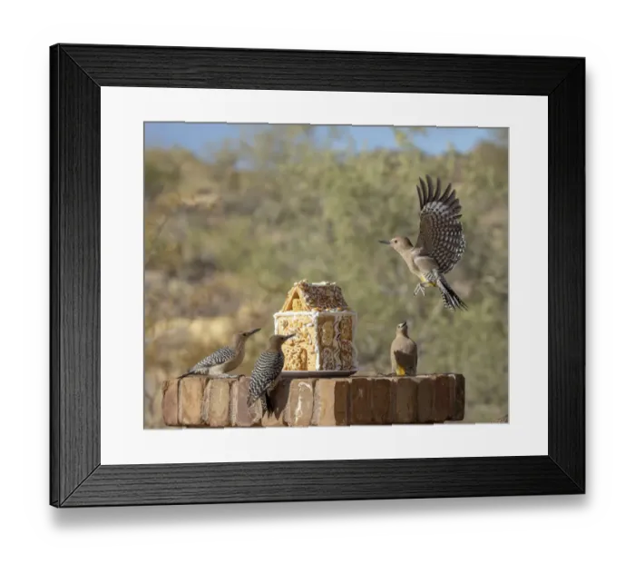 Framed Print : USA, Arizona, Buckeye. Gila woodpeckers and house made with bird seed and suet