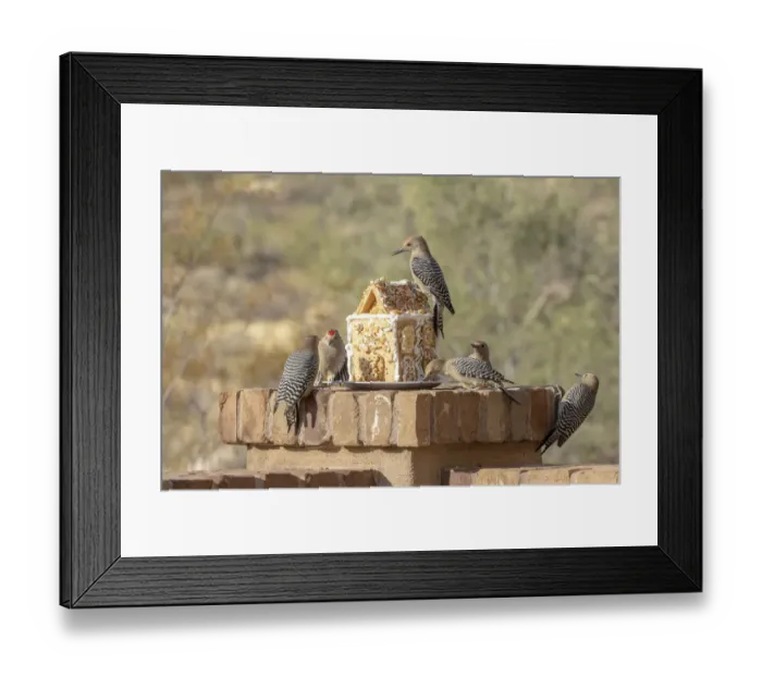 Framed Print : USA, Arizona, Buckeye. Gila woodpeckers and house made with bird seed and suet