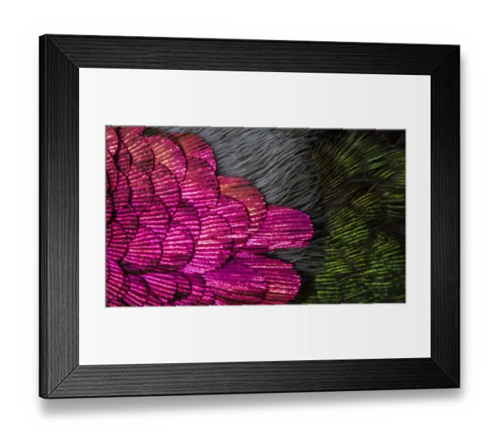 Framed Print : USA, Arizona. Close-up of hummingbird feathers