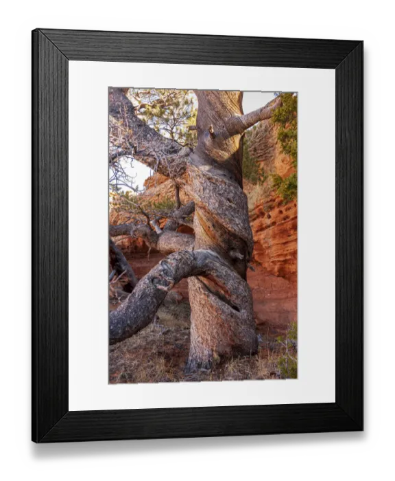 Framed Print : USA, Wyoming. Gnarled and twisted pine tree